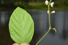 Pleurolobus gangeticus