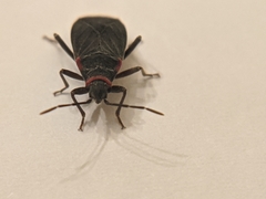 Melacoryphus rubicollis
