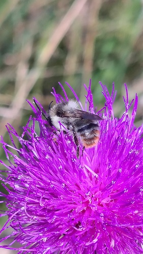 Shrill Carder-Bumble bee
