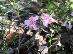 Dicerandra frutescens