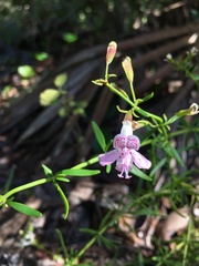 Dicerandra frutescens, photograph author not stated, no rights reserved