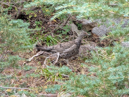 iNaturalist observation photo of Sooty Grouse