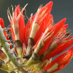 Erythrina suberosa