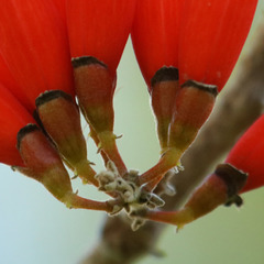 Erythrina suberosa