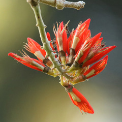 Erythrina suberosa