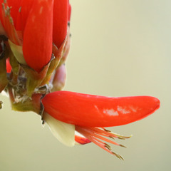 Erythrina suberosa