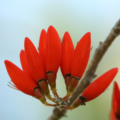 Erythrina suberosa