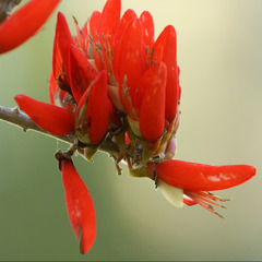 Erythrina suberosa