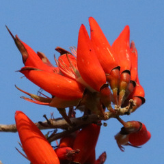 Erythrina suberosa
