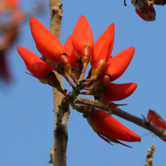 Erythrina suberosa