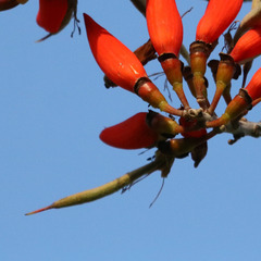 Erythrina suberosa