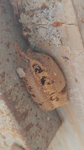 European Mantis