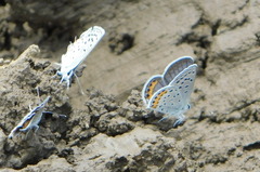 Icaricia lupini texanus