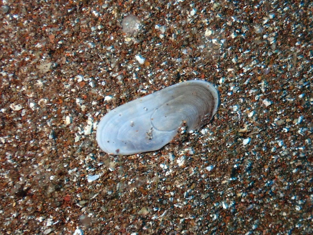 Antique Razor Clam