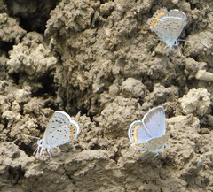 Icaricia lupini texanus