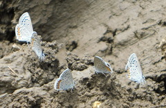Icaricia lupini texanus