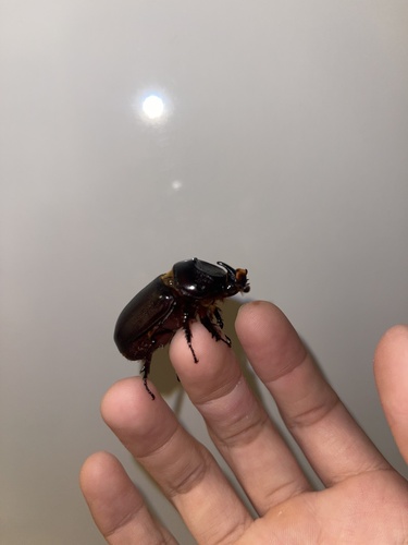 Coconut Rhinoceros Beetle