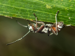 Polyrhachis tibialis