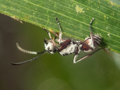 Polyrhachis tibialis