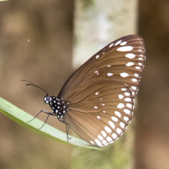 Euploea crameri bremeri