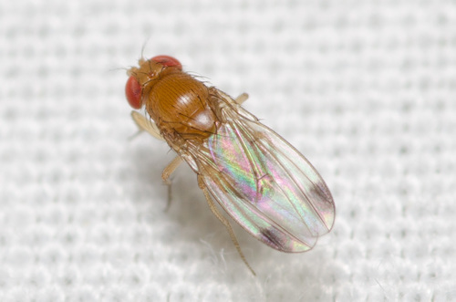 Spotted-winged Drosophila photo 4