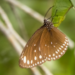 Euploea crameri bremeri