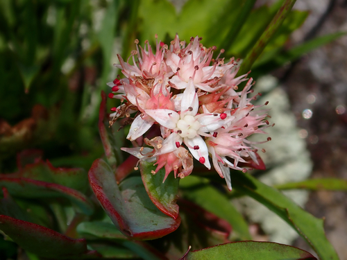Hylotelephium telephioides, photograph 5