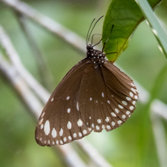 Euploea crameri bremeri