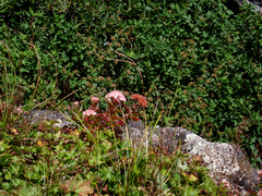 Hylotelephium telephioides, photograph (c) Tayton Alvis, some rights reserved (CC BY)