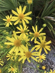 Balduina angustifolia, photograph author not stated, no rights reserved