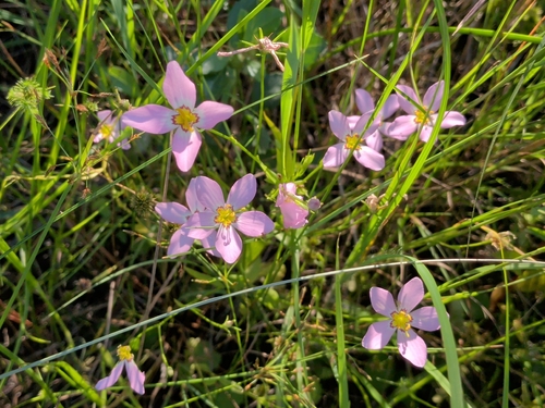 Sabatia stellaris, photograph 5