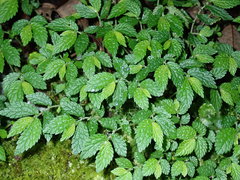 Elatostema parvum