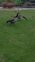 Branta canadensis