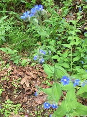 Pentaglottis sempervirens