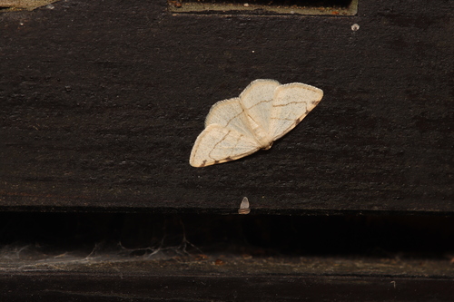 Dorset Cream Wave, Velp, Nederland, photo 9 of 10