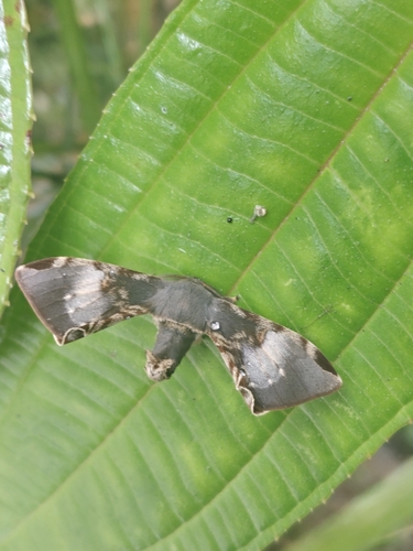 Valvaribifidum huananense