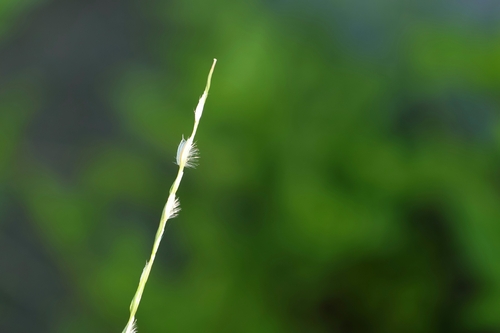 Digitaria heterantha observed 2026-08-27