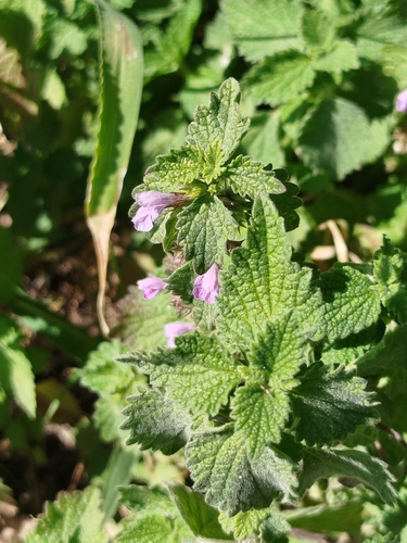 Black horehound