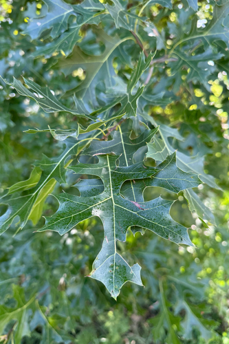 Quercus ellipsoidalis, photograph 4