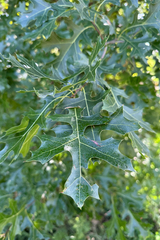 Quercus ellipsoidalis, photograph (c) Cole Wolf, some rights reserved (CC BY)