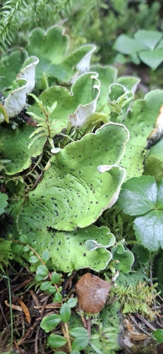 freckled pelt lichen