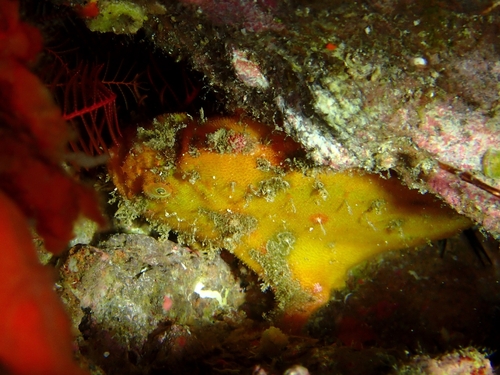 Antennatus nummifer observed 2026-08-27