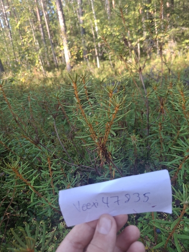 marsh Labrador tea