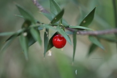 Ruscus aculeatus