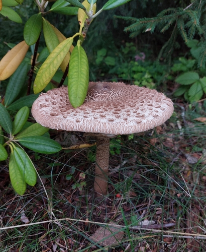 Parasol