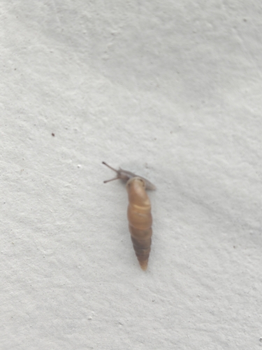 Tauphaedusa tau