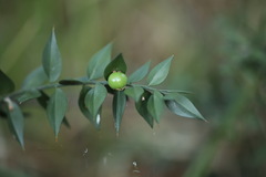 Ruscus aculeatus