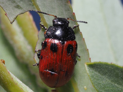 Gonioctena linnaeana