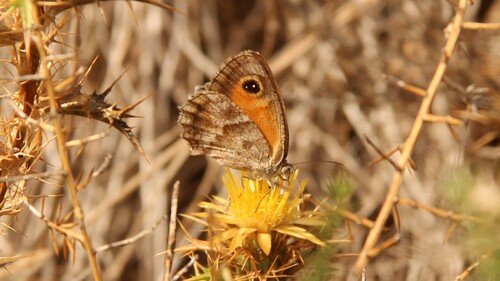 Southern Gatekeeper