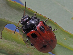 Gonioctena linnaeana